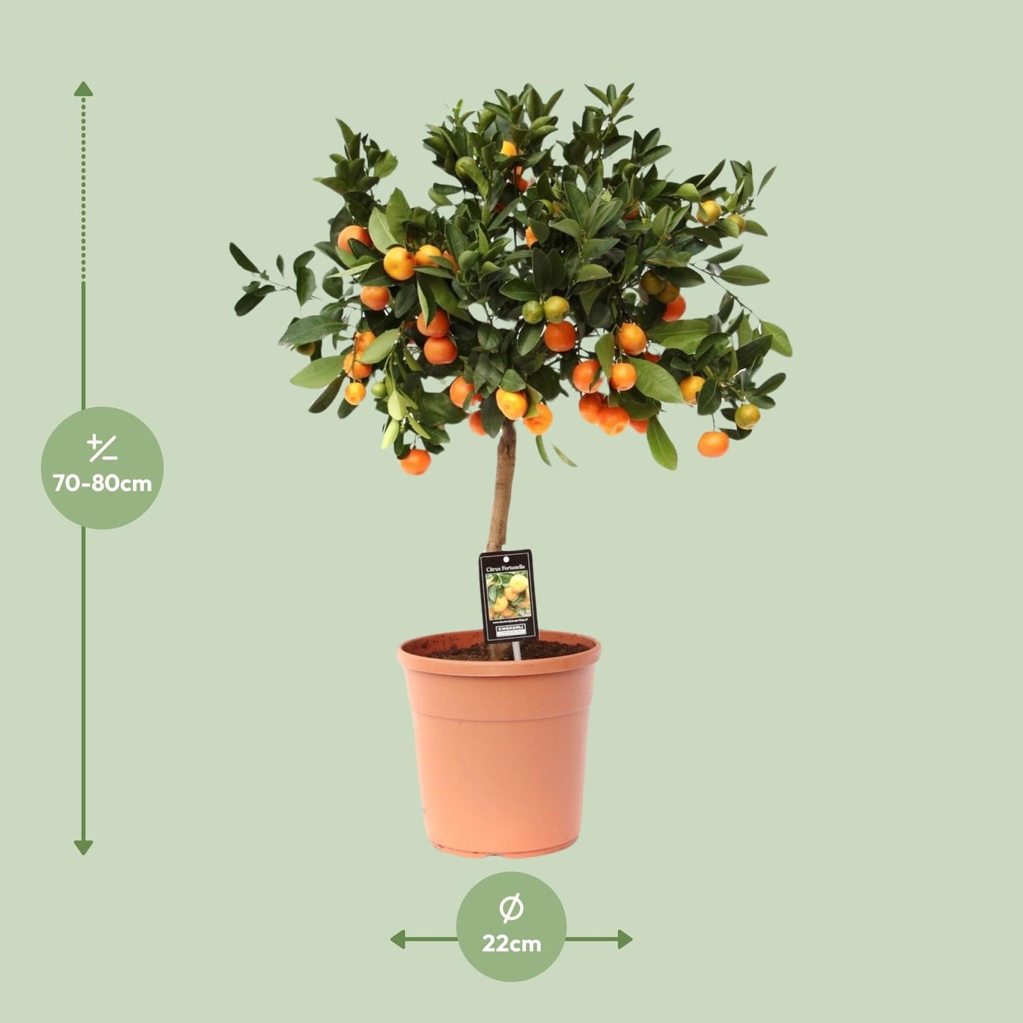 Citrusplant – 80 cm hoog – Ø22 cm – Vruchtdragende en decoratieve kuipplant
