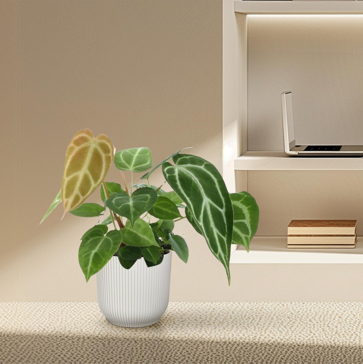 Anthurium crystallinum – Fluweelachtige Bladplant met Zilveren Nervatuur