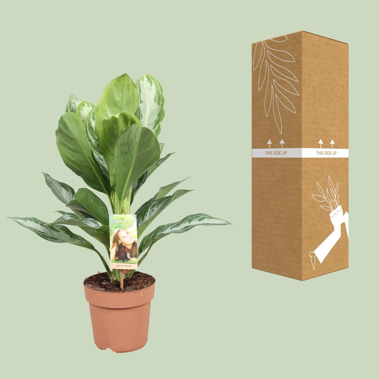 Aglaonema Silver Bay – Stijlvolle Kamerplant met Zilveren Bladaccenten
