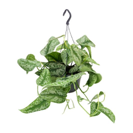 Scindapsus Pictus 'Trebie' – Zilvergrijze Sierplant met Luxe Bladpatroon