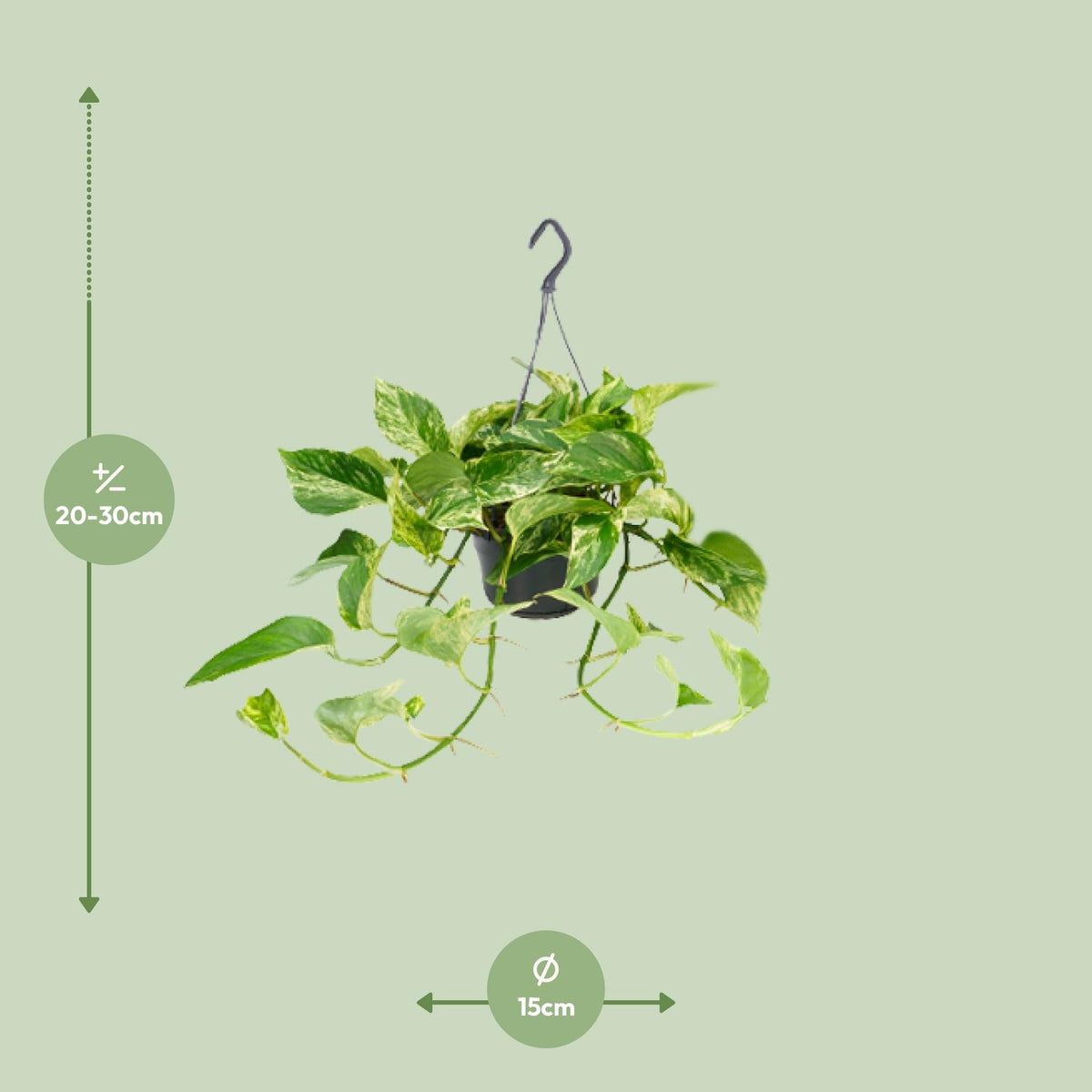 Epipremnum Marble Queen