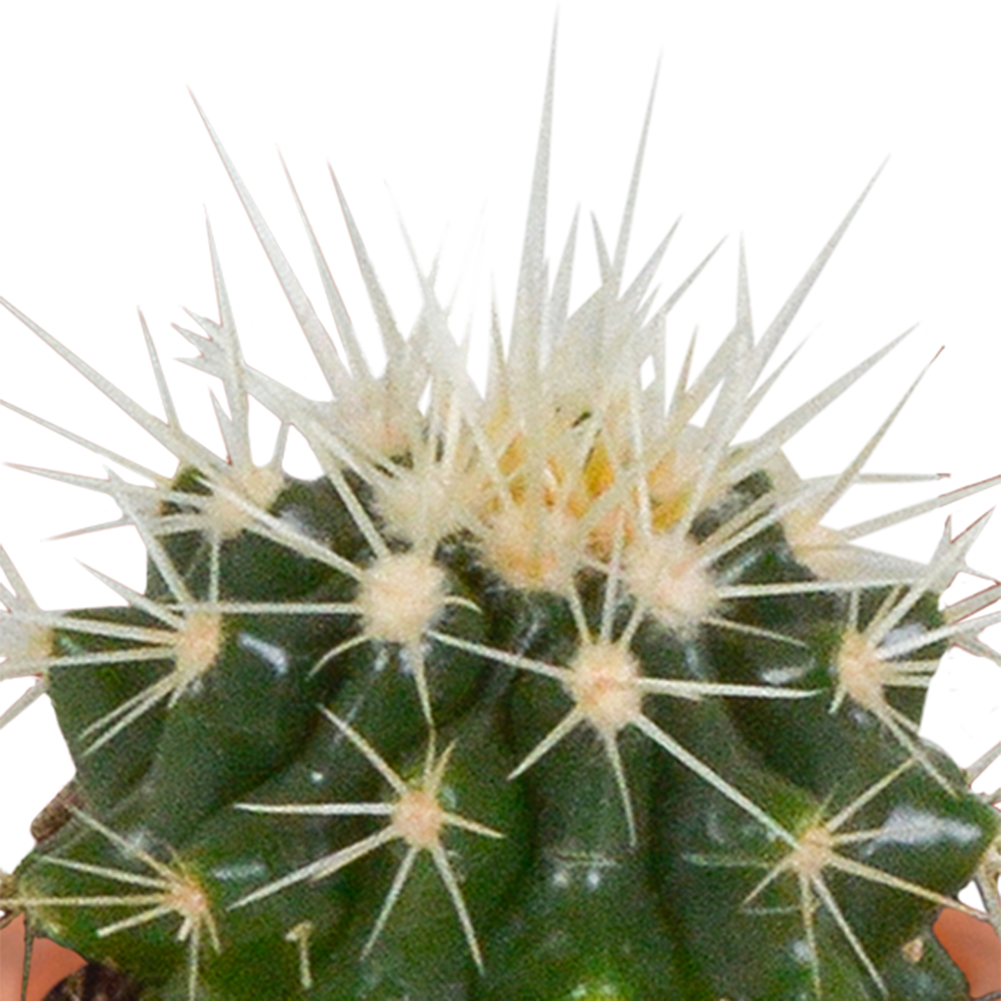 🌵 MEGA Cactus & Vetplanten Mix – 15 stuks in handgeschilderde Mexicaanse pot