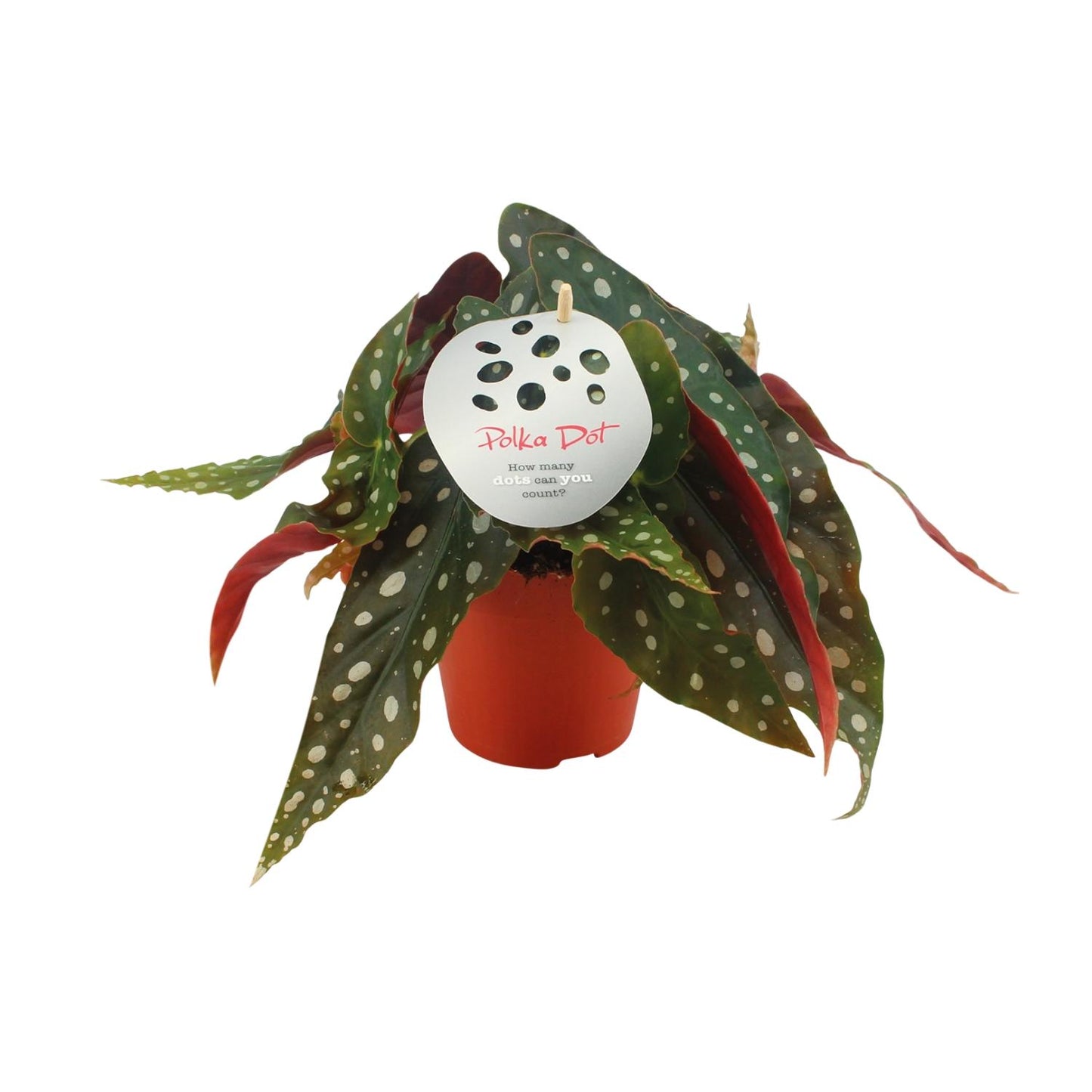 Begonia Maculata – De Polkadot-plant met Iconische Bladtekening