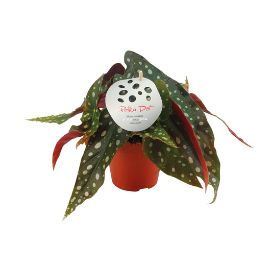 Begonia Maculata – De Polkadot-plant met Iconische Bladtekening