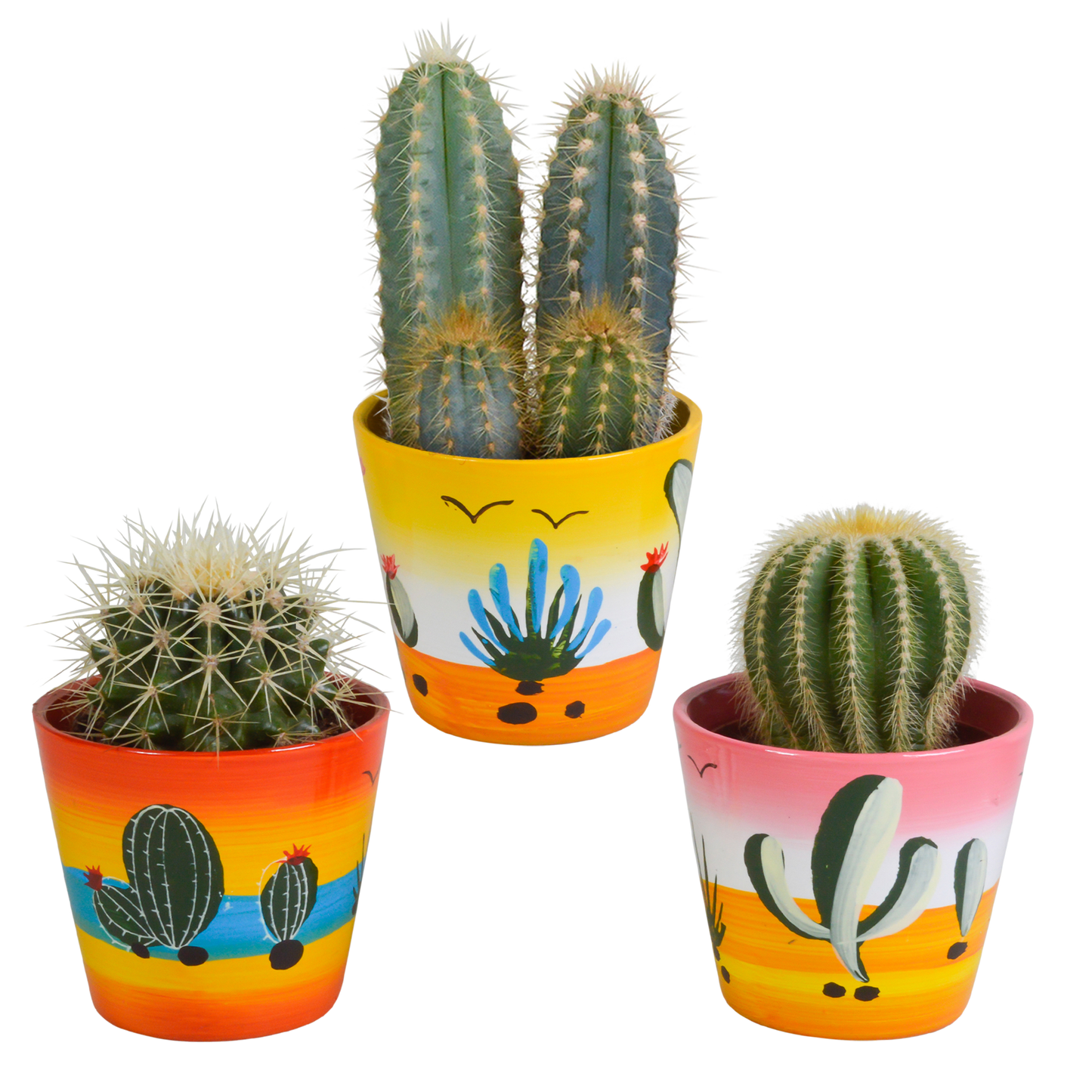 Cactussen Mix (3 stuks) – In Handgeschilderde Mexicaanse Pot