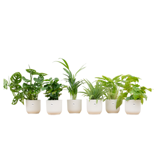 Verrassingsbox Kamerplanten – Unieke Plantenmix voor een Groene Boost in Huis