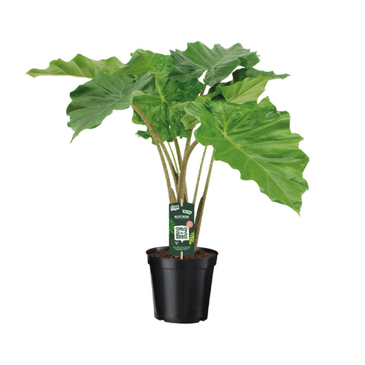 Alocasia Portodora – Majestueuze Kamerplant met Golvende XXL-Bladeren
