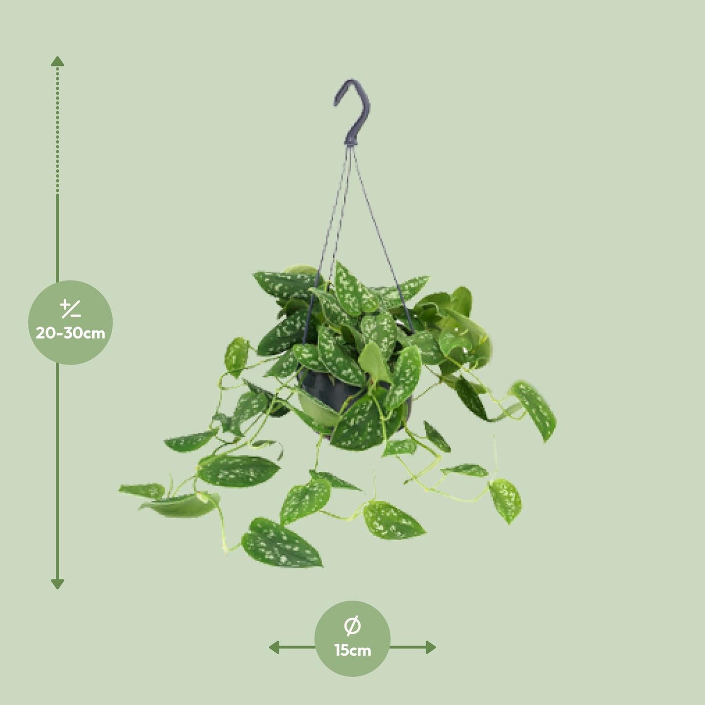 Scindapsus Pictus 'Argyraeus' – Zilvergespikkelde Hangplant met Elegantie