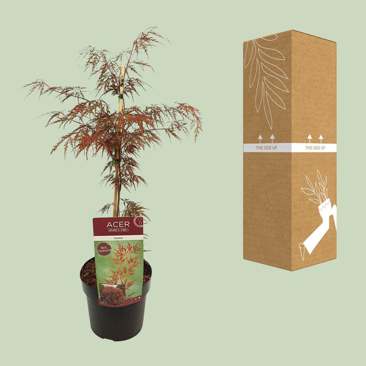 Acer palm. 'Garnet'