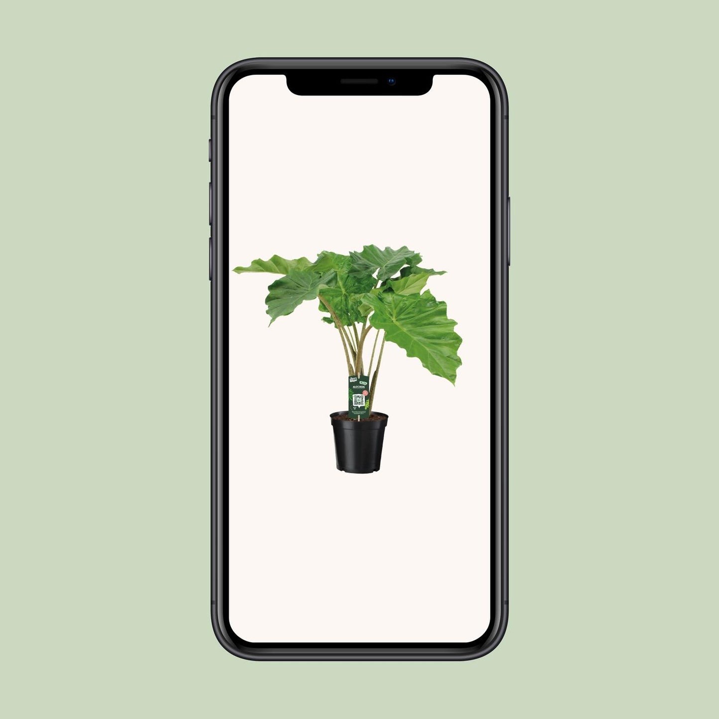 Alocasia Portodora – Majestueuze Kamerplant met Golvende XXL-Bladeren