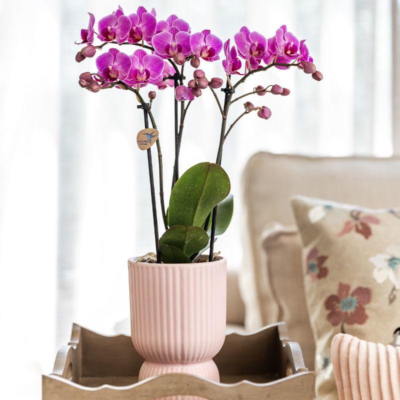 Romantische Plantenset met Roze Orchidee Andorra – Zachte Sfeer in Huis