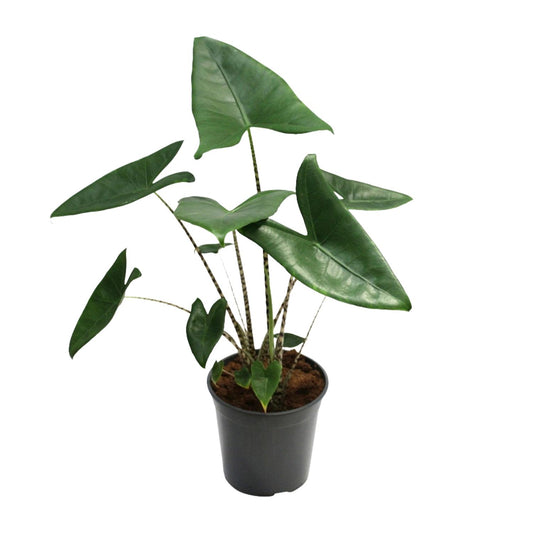 Alocasia Zebrina – Exotische Eyecatcher met Zebra-Stelen