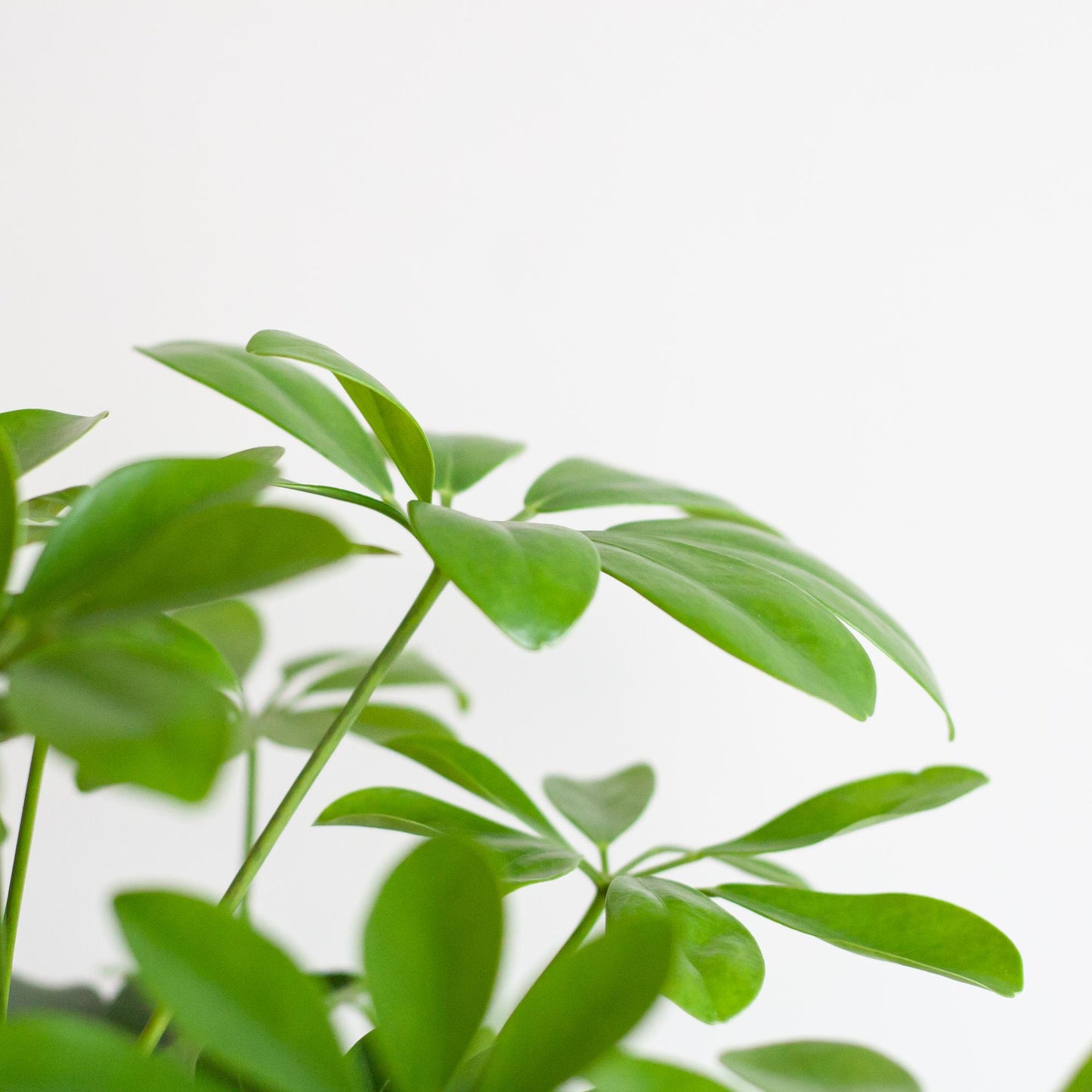 Schefflera Arboricola Nora met sierpot – De handvormige blikvanger