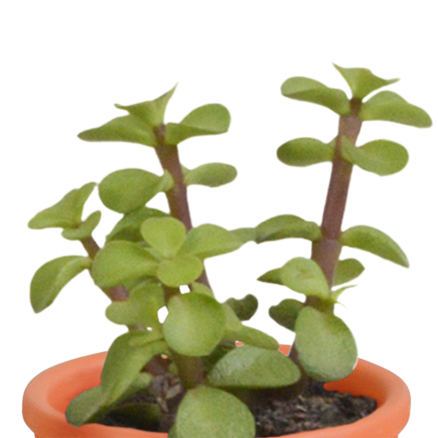 🌵 MEGA Cactus & Vetplanten Mix – 15 stuks in handgeschilderde Mexicaanse pot