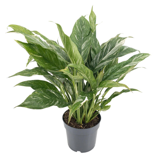 Spathiphyllum 'Diamond Variegata' | Bonte Lepelplant | Luchtzuiverend & Makkelijk in Onderhoud