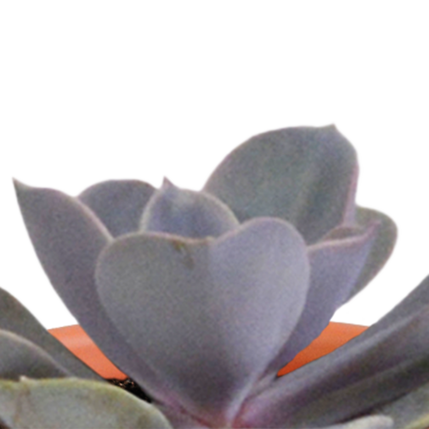 🌵 MEGA Cactus & Vetplanten Mix – 15 stuks in handgeschilderde Mexicaanse pot