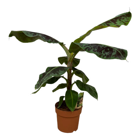 Musa - Bananenplant