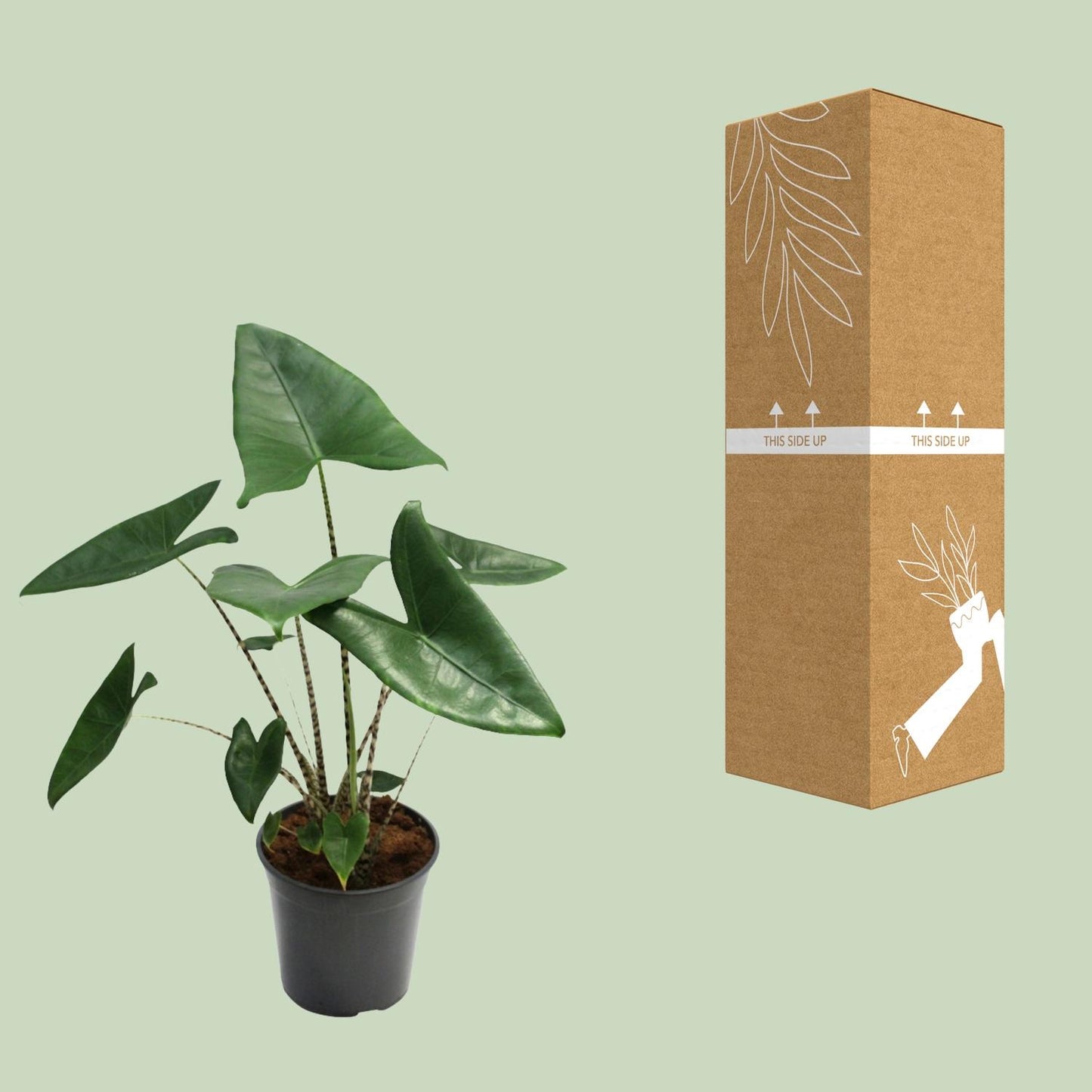 Alocasia Zebrina – Exotische Eyecatcher met Zebra-Stelen