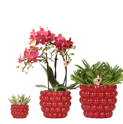 Luxe Plantenset – Rode Phalaenopsis Orchidee ‘Congo’ & Succulenten – Inclusief Keramieken Berry Sierpotten