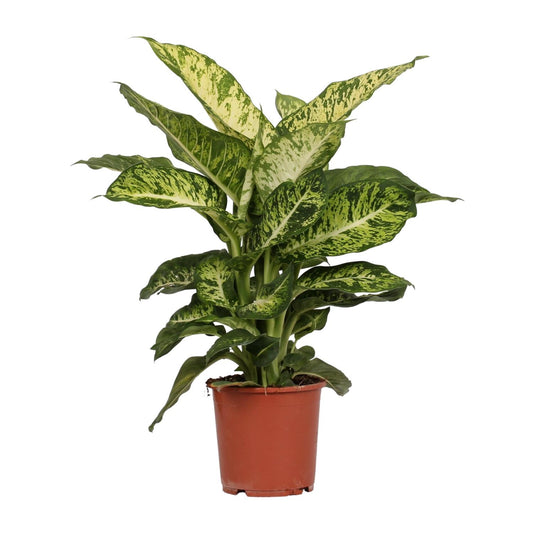 Dieffenbachia Mars – Tropische Eyecatcher met Gevlekte Bladeren