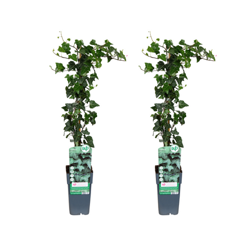 Hedera helix - 2 stuks