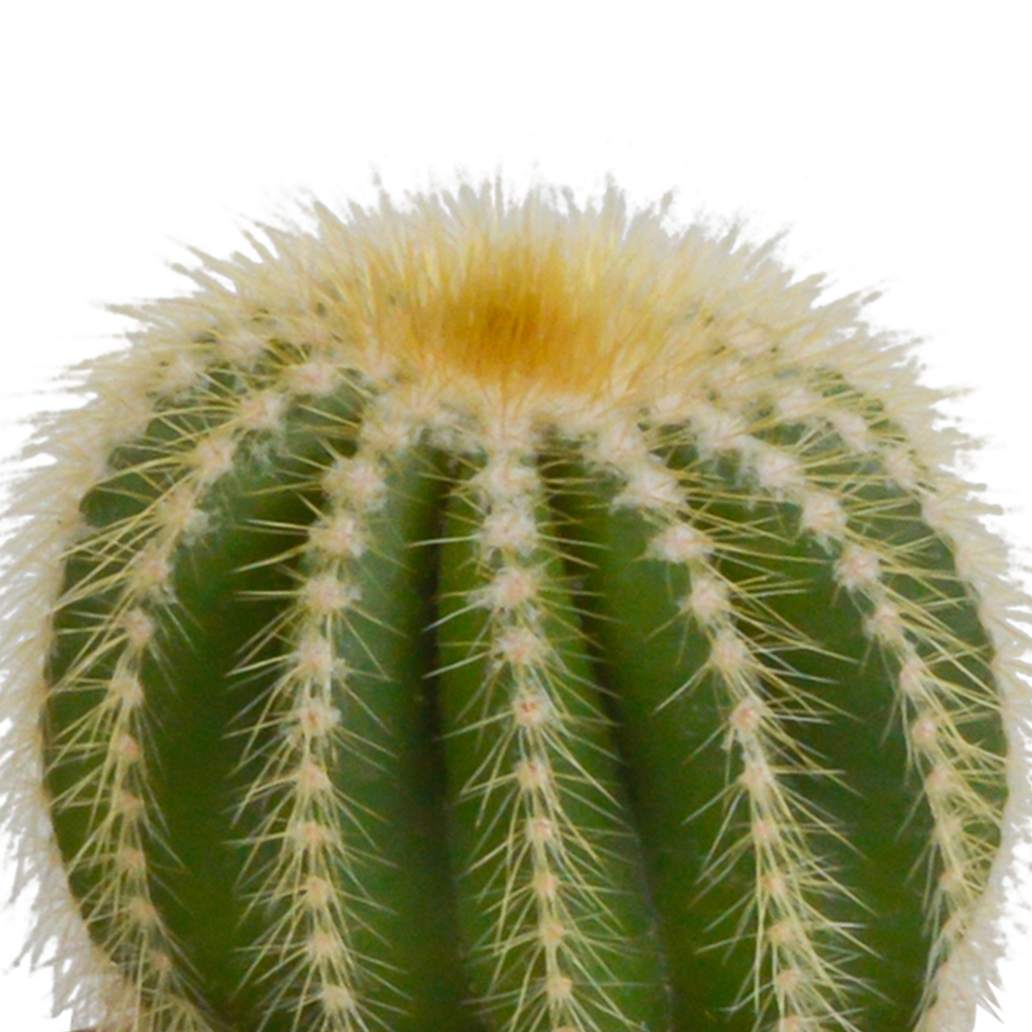 Bolcactussen Mix (3 stuks) – In Handgeschilderde Mexicaanse Pot