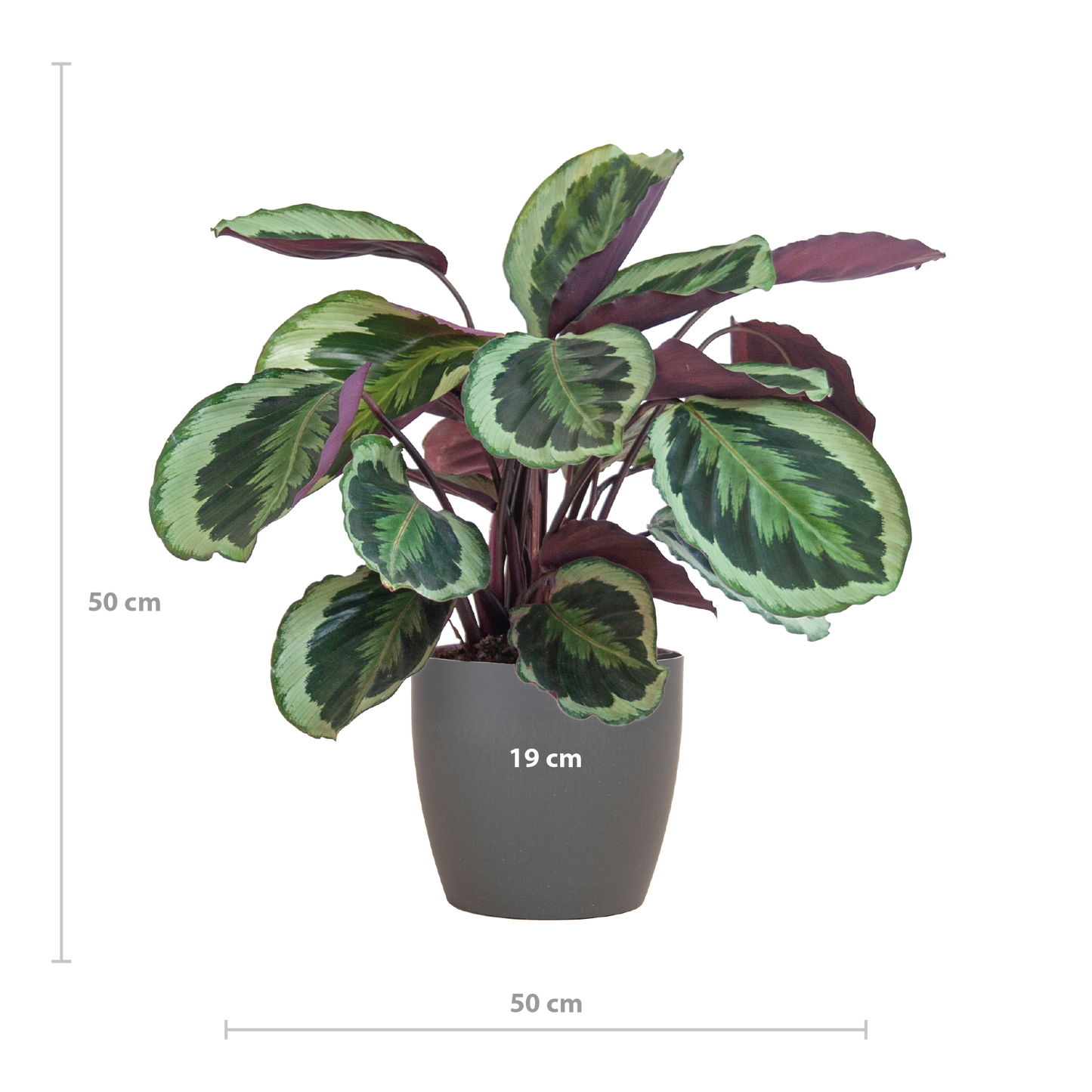 Calathea Medaillon met Viber mand grijs – 65 cm – Ø19 cm