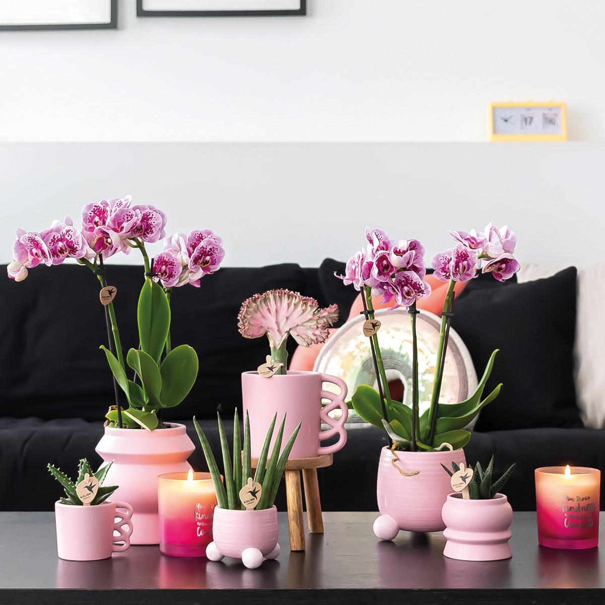 Combinatie van 2 Roze-Paarse Phalaenopsis Orchideeën – Kleurrijke Luxe met Romantische Uitstraling