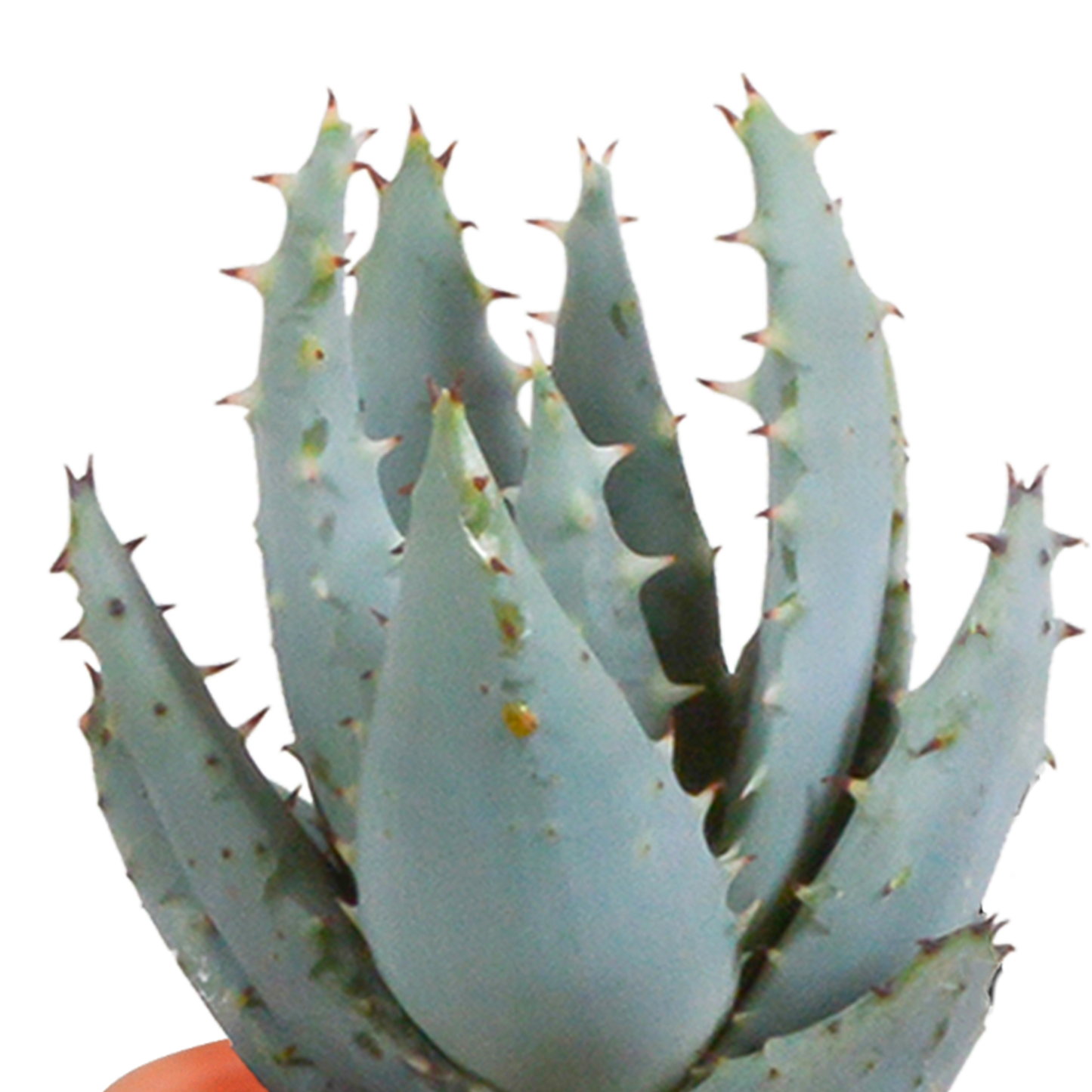 🌵 MEGA Cactus & Vetplanten Mix – 15 stuks in handgeschilderde Mexicaanse pot