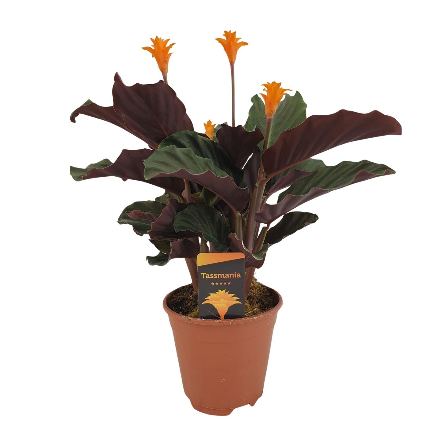 Calathea crocata – Donkerbladige Schoonheid met Gouden Vlammen