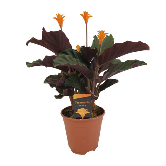 Calathea crocata – Donkerbladige Schoonheid met Gouden Vlammen