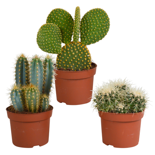 Cactusmix – Set van 3 stekelige schoonheden