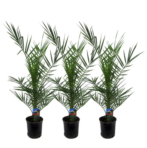 3x Phoenix Canariensis