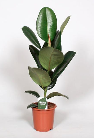 Ficus Elastica 'Robusta' | Sterke Rubberplant | Luchtzuiverende Kamerplant | Donkergroen & Makkelijk in Onderhoud