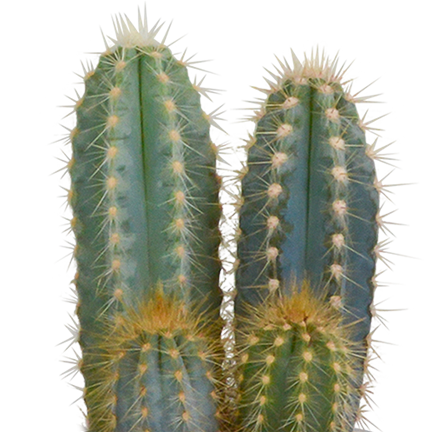 Cactussen Mix (3 stuks) – In Handgeschilderde Mexicaanse Pot