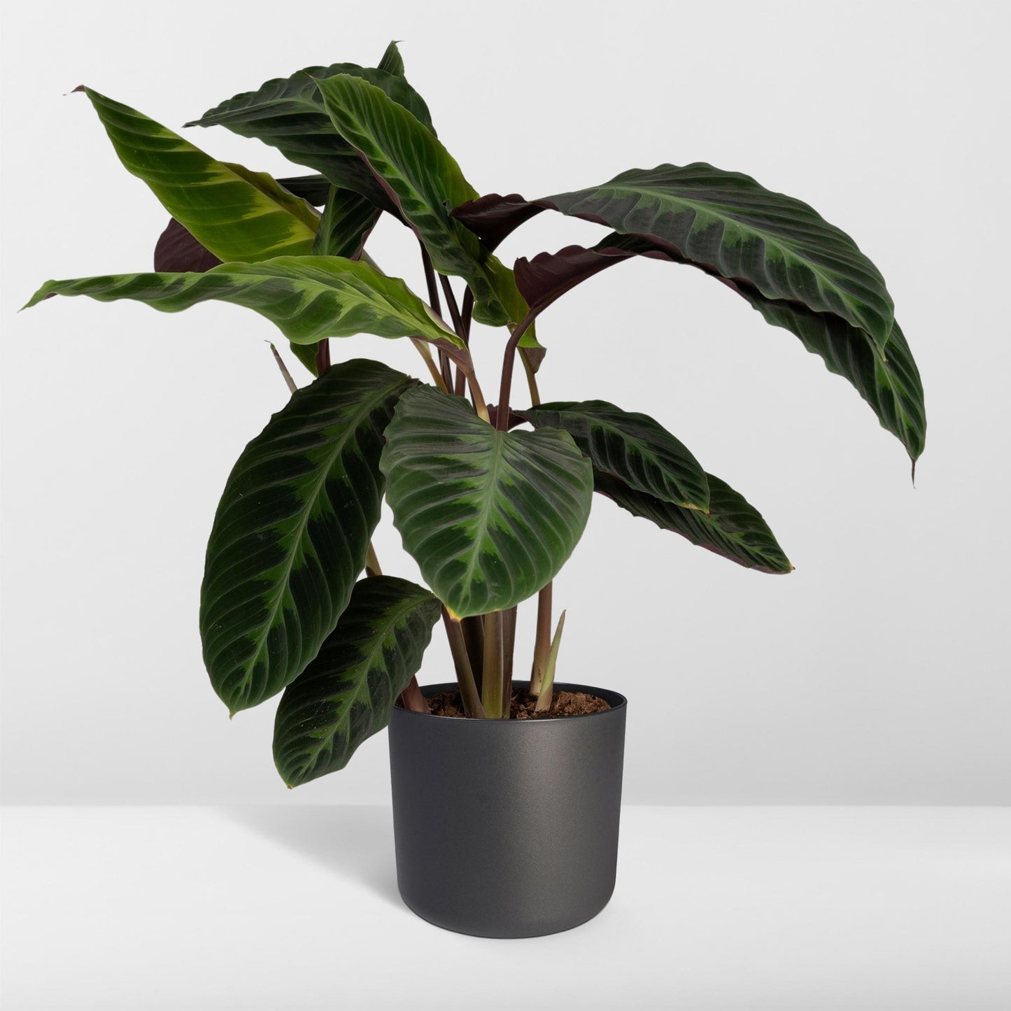 Calathea Warscewiczii – Fluweelzachte Jungleplant met Diepgroene Tekeningen