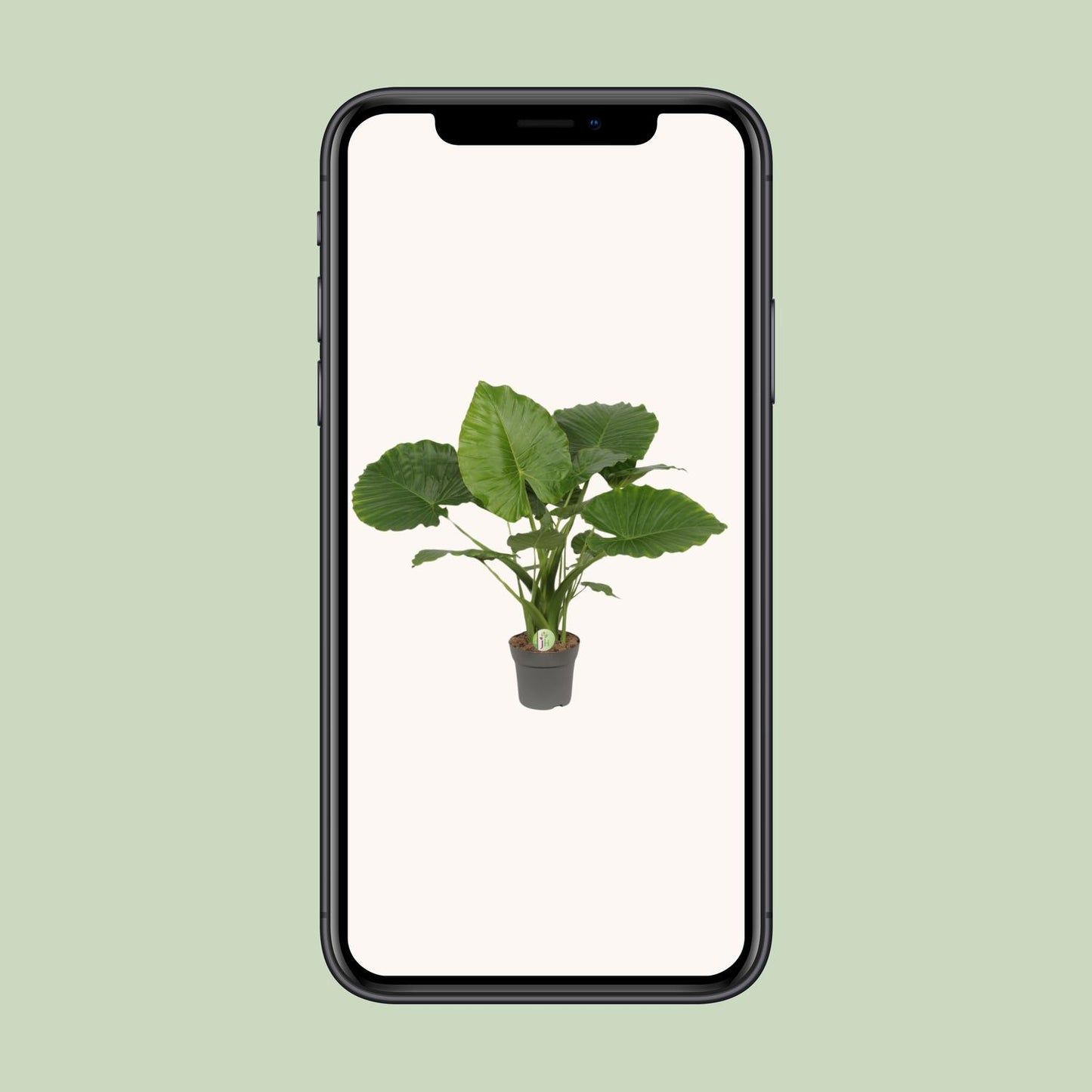 Alocasia gageana ‘California’ – Tropische Reus met XXL Bladeren