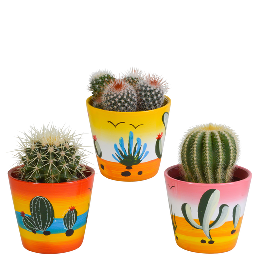 Bolcactussen Mix (3 stuks) – In Handgeschilderde Mexicaanse Pot
