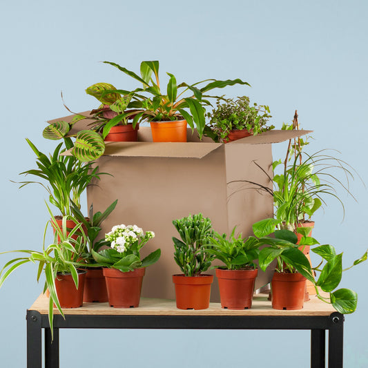 Groene Kneusjesbox – 12 unieke kamerplanten met karakter