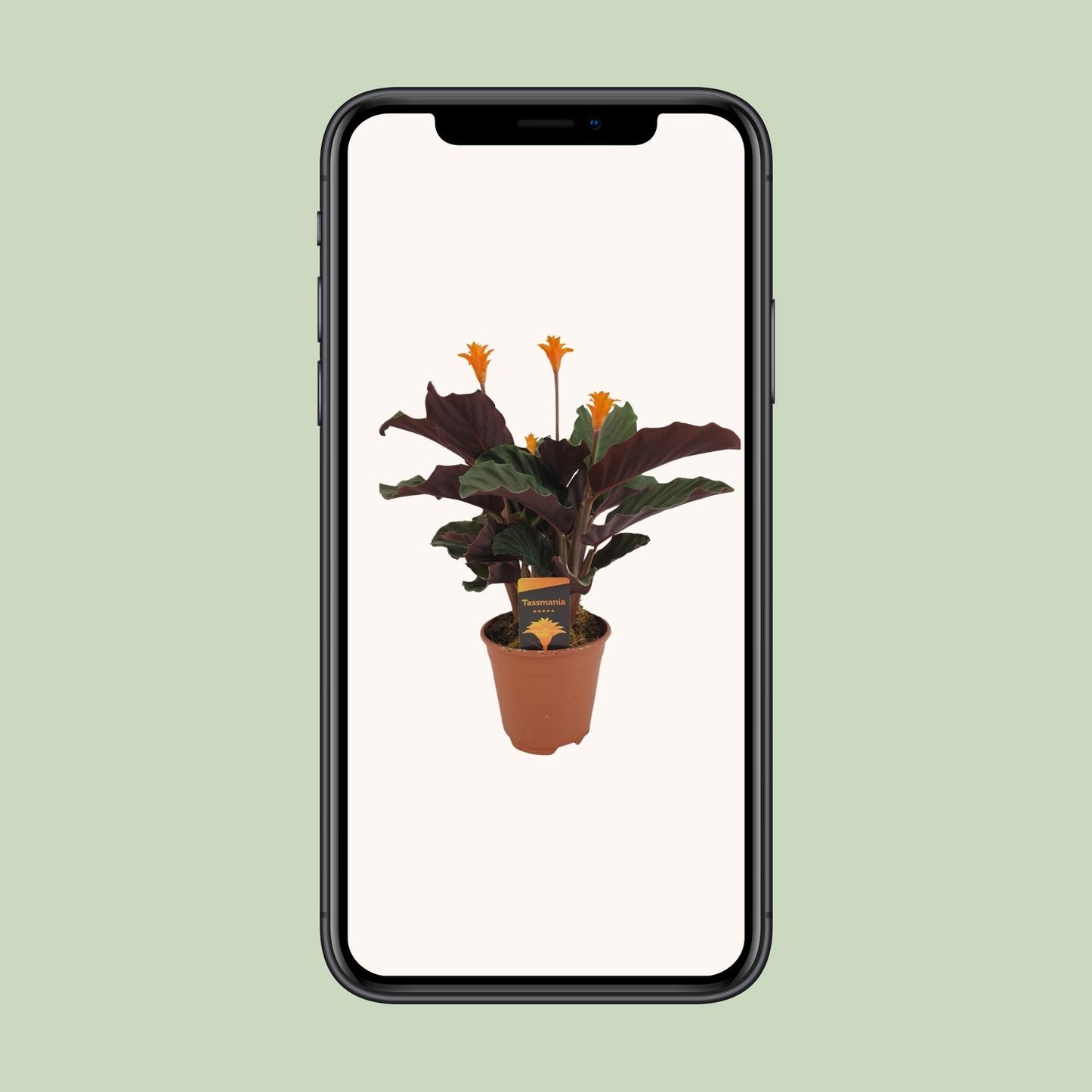 Calathea crocata – Donkerbladige Schoonheid met Gouden Vlammen