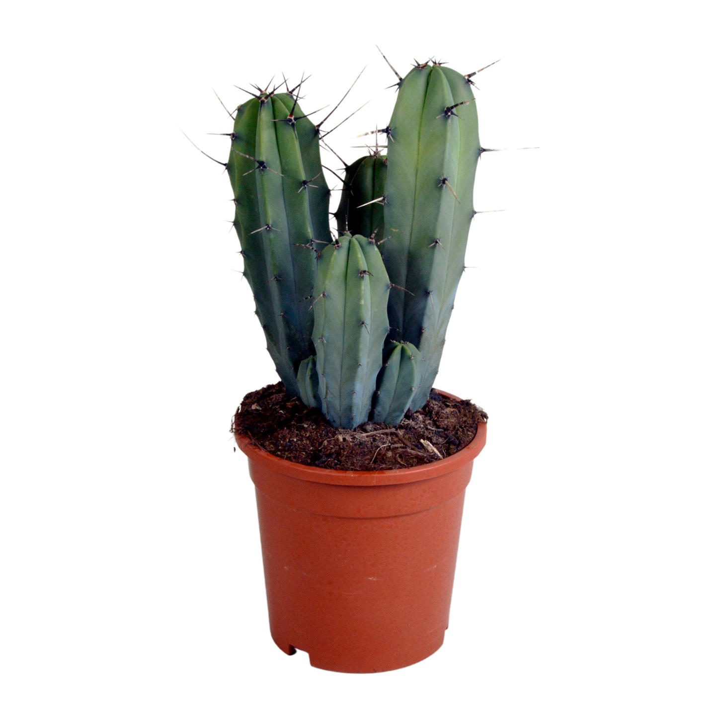 Myrtillocactus Geometrizans – Unieke Blauwe Cactus met Sculpturale Vorm