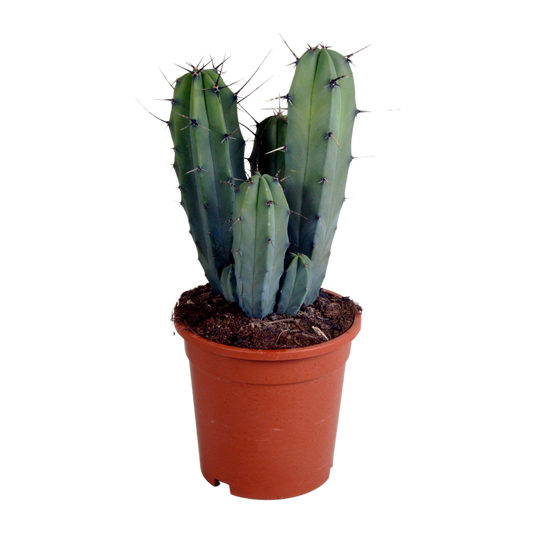 Myrtillocactus Geometrizans – Unieke Blauwe Cactus met Sculpturale Vorm