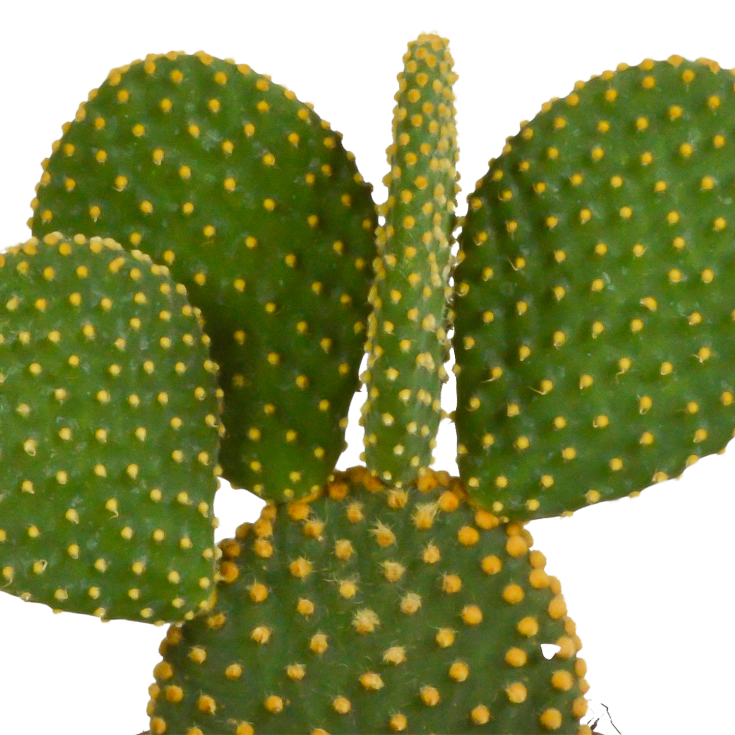 Cactusmix – Set van 3 stekelige karakters
