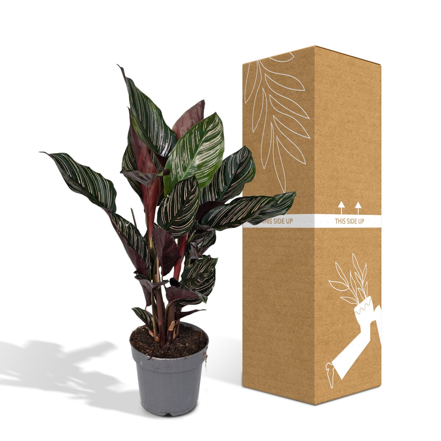 Calathea Ornata – Elegante Strepenplant met Roze Nerven