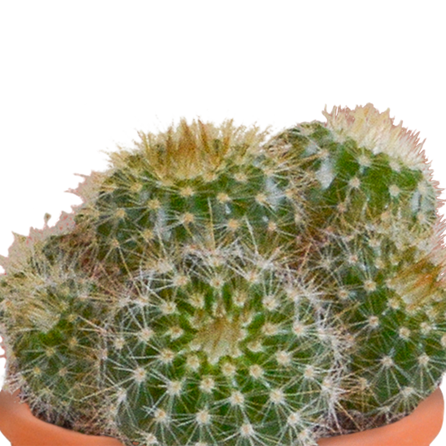 🌵 MEGA Cactus & Vetplanten Mix – 15 stuks in handgeschilderde Mexicaanse pot