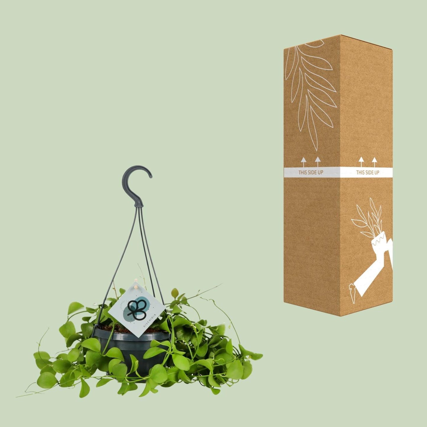 Dischidia Imbricata – Schildplant met Klim- en Kweekkunst