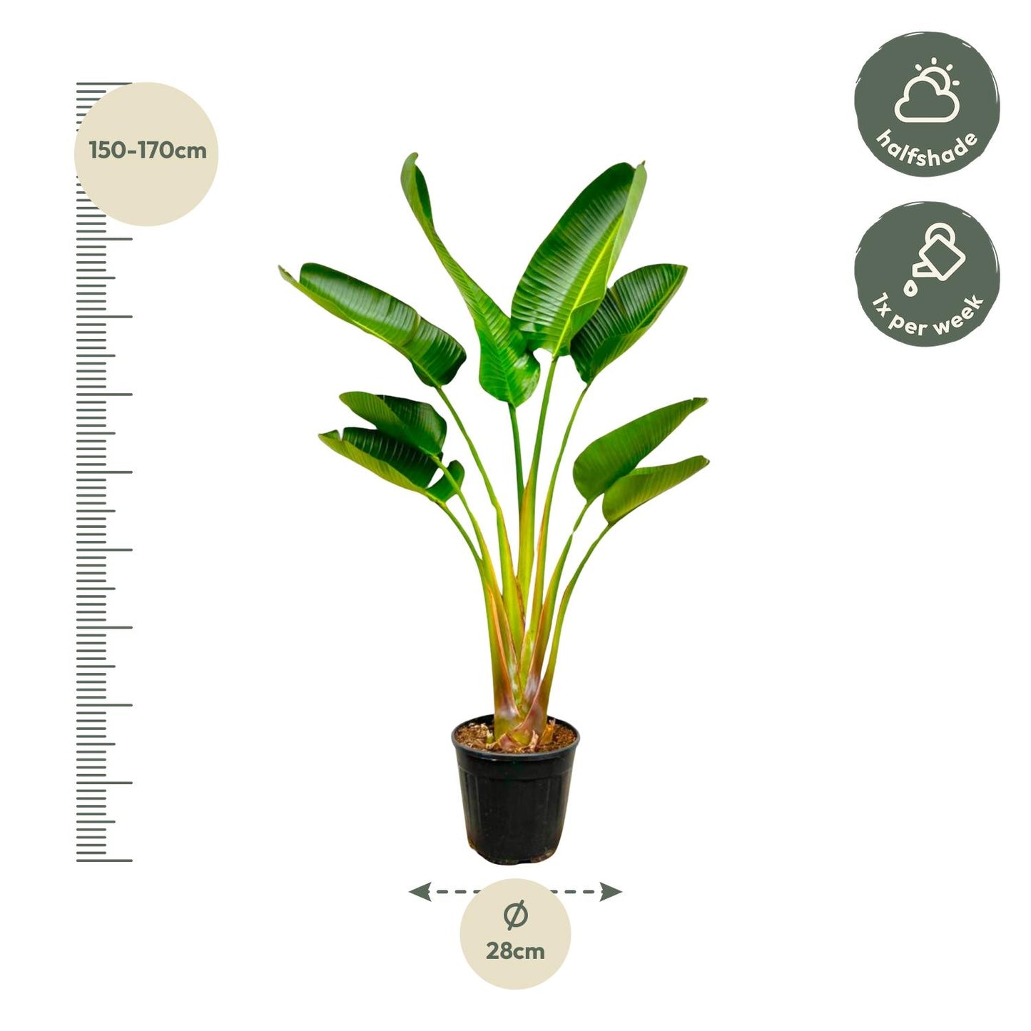 Strelitzia Augusta – Robuuste Tropische Kamerplant met Grote Bladeren