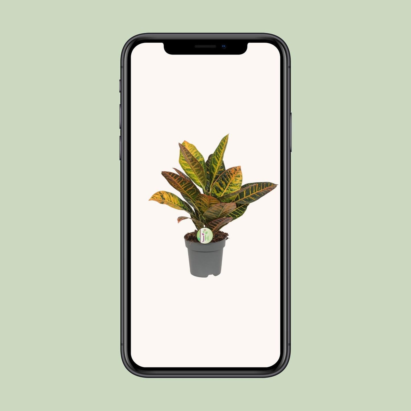 Codiaeum Petra – Kleurexplosie met Tropisch Karakter