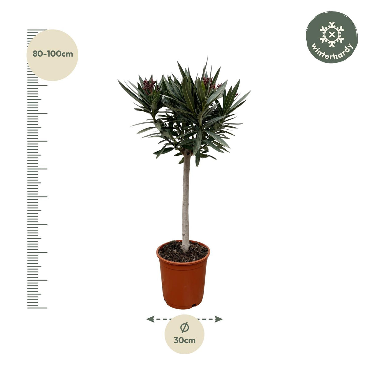 Nerium Oleander op stam met witte bloem