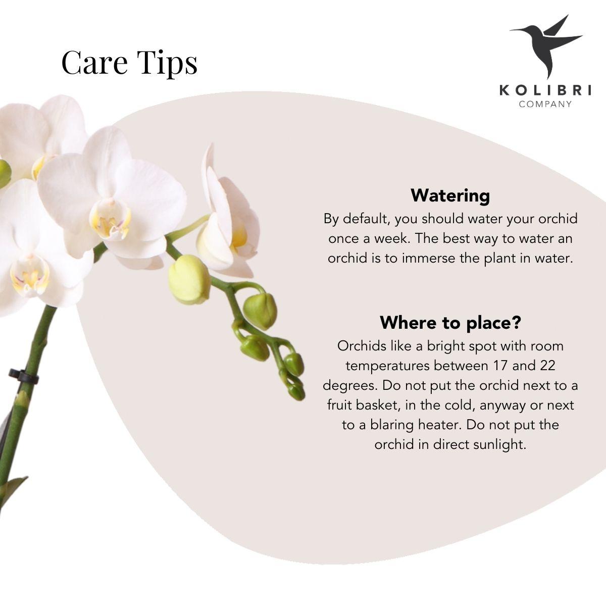 Witte Phalaenopsis Orchidee in Gouden Elite Pot – Luxe Eyecatcher met 2-3 Bloemtakken